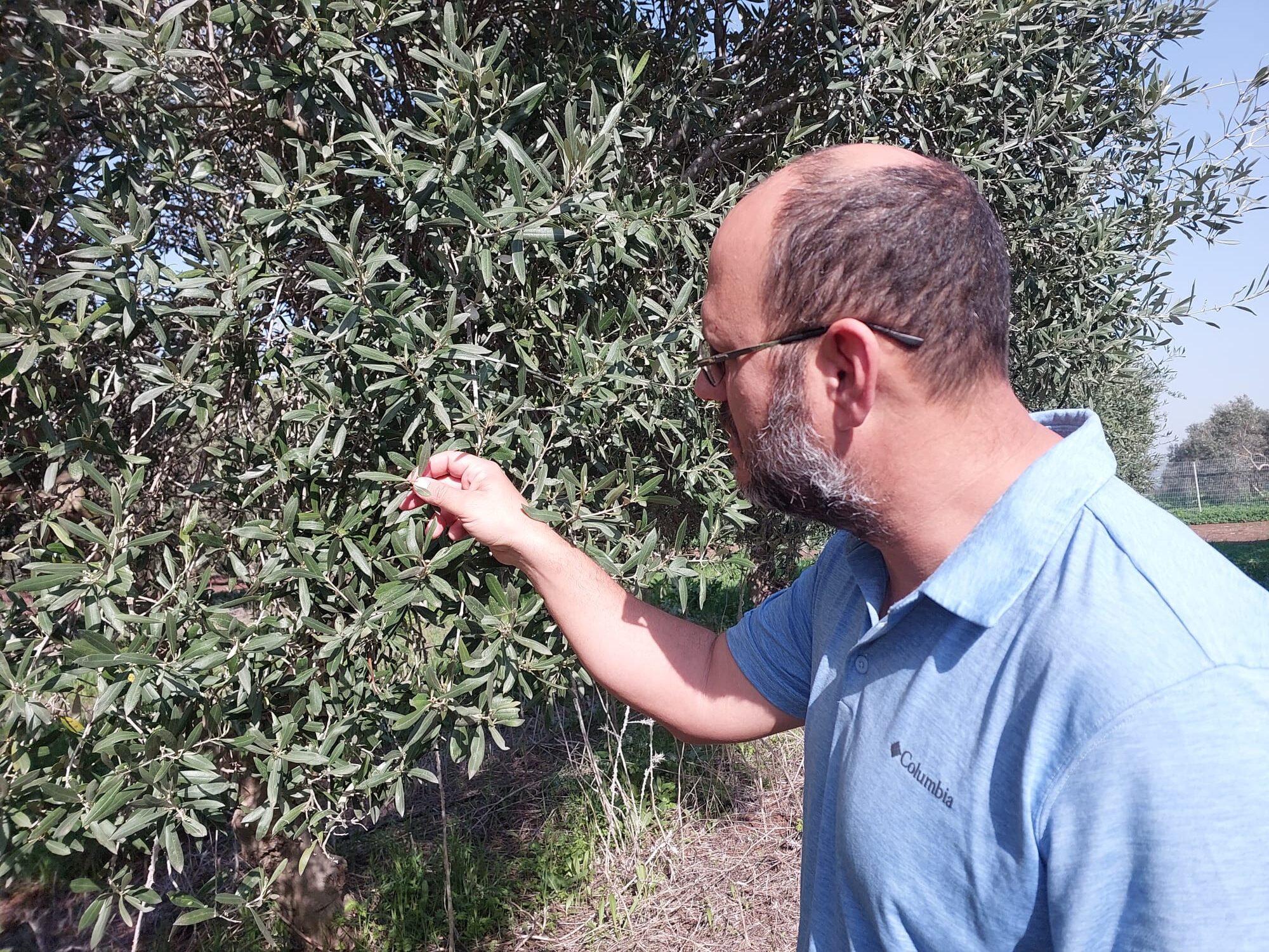 פריחה במטע הסקוטי 2 פריחה במטע הסקוטי 2